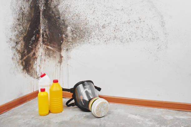 Best Insurance-Related Mold Remediation in Chatmoss, VA
