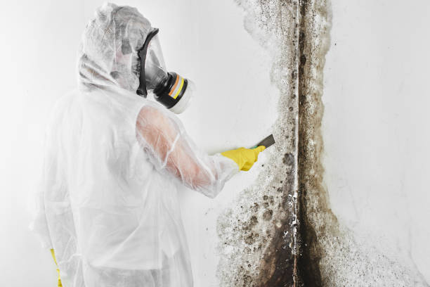 Trusted Chatmoss, VA Mold Remediation Experts