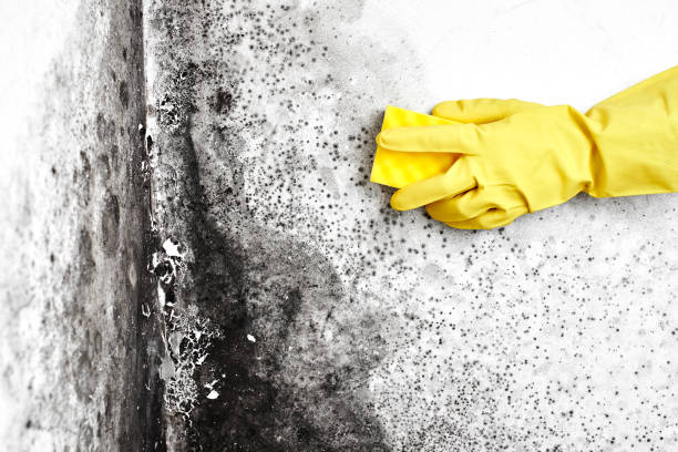 Best Residential Mold Remediation in Chatmoss, VA