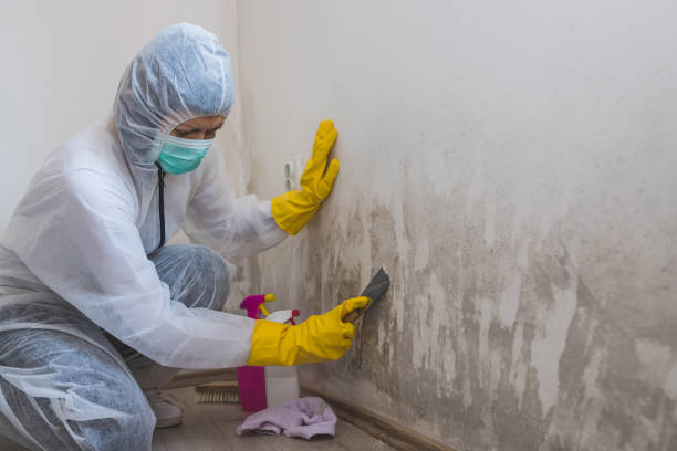 Best Post-Remediation Services in Chatmoss, VA