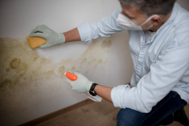 Trusted Chatmoss, VA Mold Remediation Experts