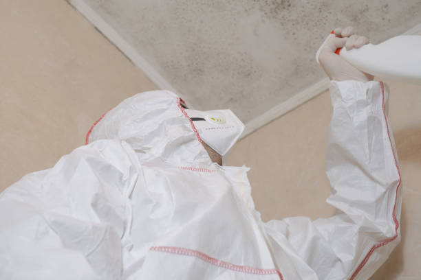 Best Basement Mold Remediation in Chatmoss, VA