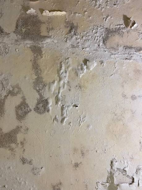Best Emergency Mold Remediation in Chatmoss, VA