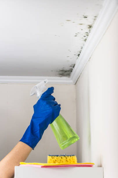 Best Post-Remediation Services in Chatmoss, VA